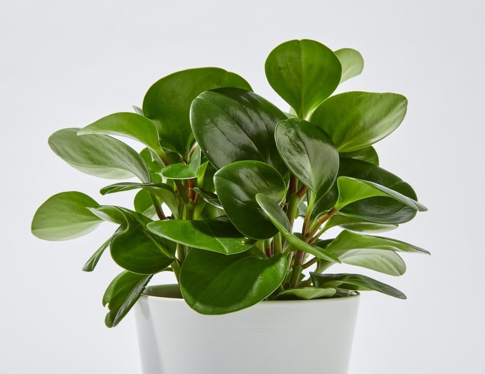 Baby Rubber Plant (Peperomia obtusifolia)