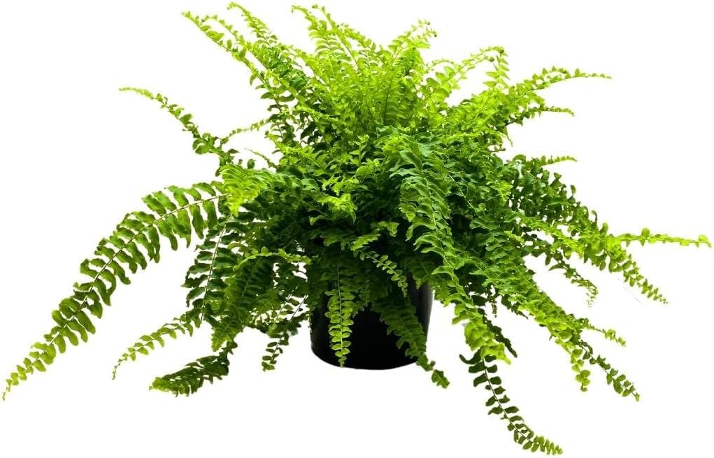 Boston Fern (Nephrolepis exaltata)