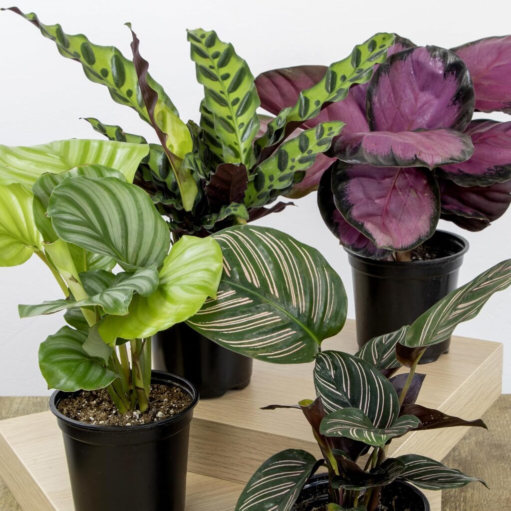 Calathea