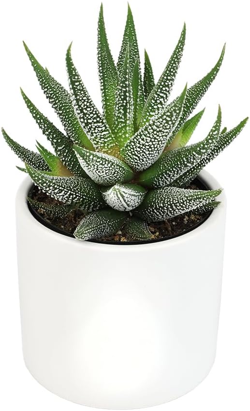 Haworthia (Mini Succulent)