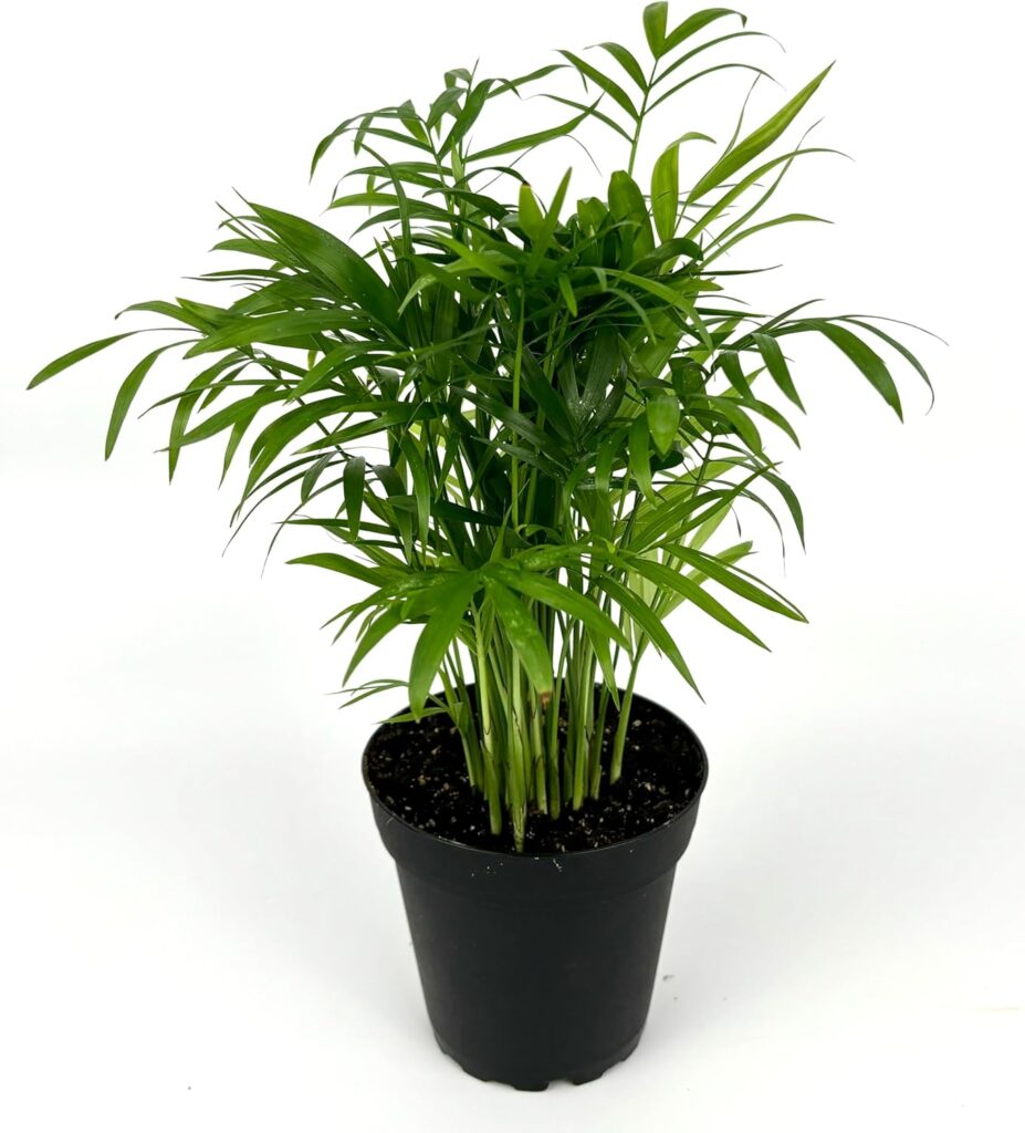 Parlor Palm (Chamaedorea elegans)